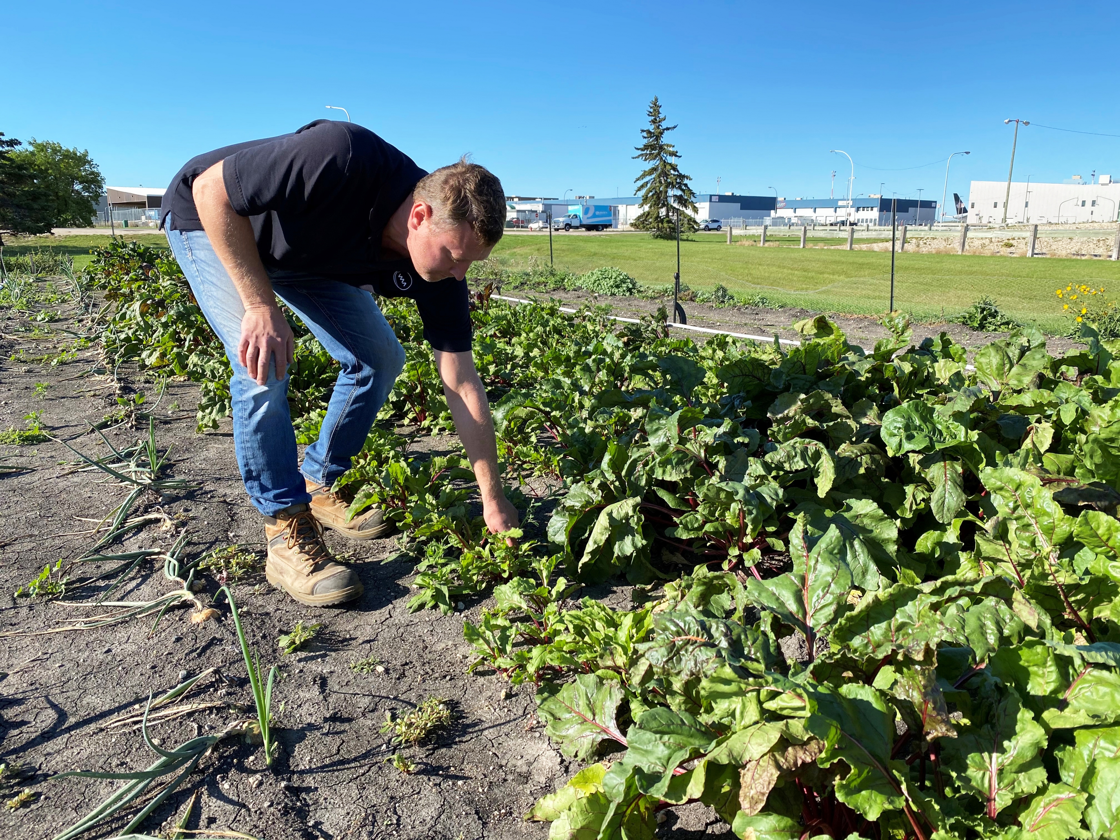 Trevor Troyan of the airport's groundside maintenance team pulls weeds within the beets in the Harvest Garden