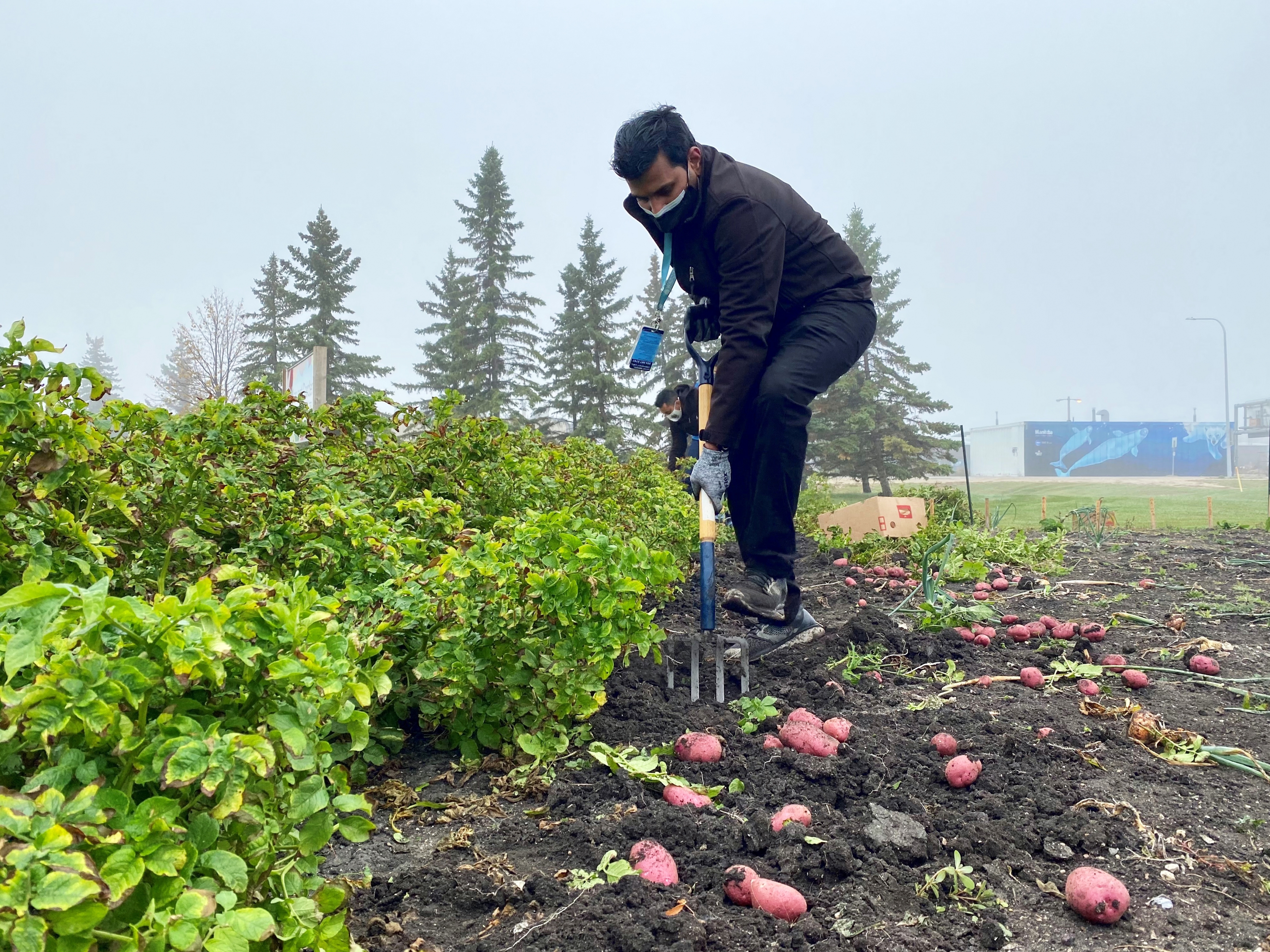 A Winnipeg Airports Authority employee harvests potatoes from the airport Harvest Garden.